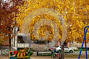 Birch with bright yellow autumn leaves in the yard of a house