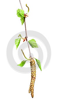 Birch with buds