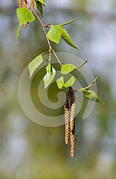 Birch buds