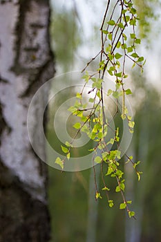 Birch buds