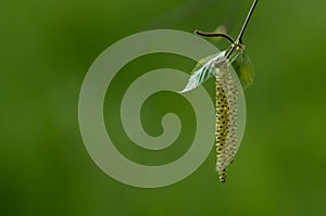 Birch buds on a branch