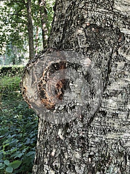 birch burl, a growth on a tree trunk
