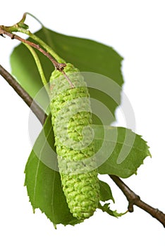 Birch catkin photo