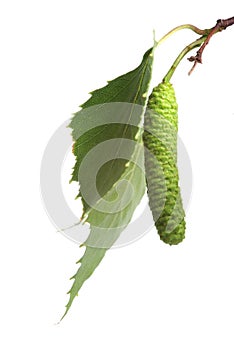 Birch catkin
