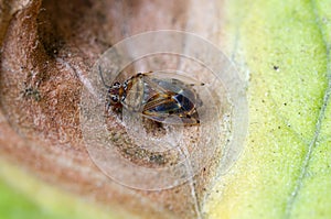 Birch catkin bug without one antenna