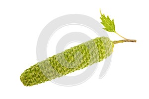 Birch catkin
