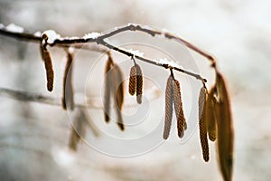 Birch catkin with snow