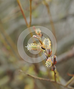 Birch Catkins