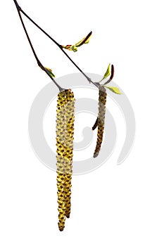 Birch catkins blooms on a branch in spring. Fresh leaves and buds on tree. Isolate on white background