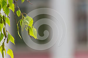 Birch catkins on a blurred background of the urban environment. Abstract background. Place for text