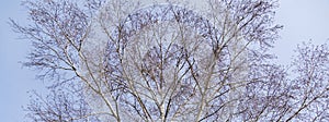 Birch catkins on branches without leaves on blue sky background. Birch bloom as beginning of Allergy