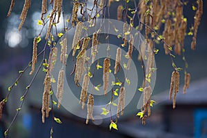 Birch catkins close-up blur background