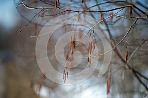 Birch catkins in early spring