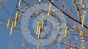 Birch catkins in early spring on a blue sky background. Static shot