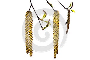 Birch catkins hang on a branch in spring. Fresh leaves and buds on tree. Isolate on white background