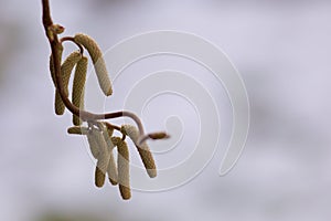 Birch Catkins