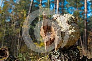 Birch chaga on a stump. Dried mushroom grown on a tree in the forest