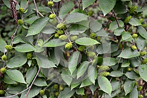 Birch cherry Betula lenta L.. Branches with green earrings and leaves photo