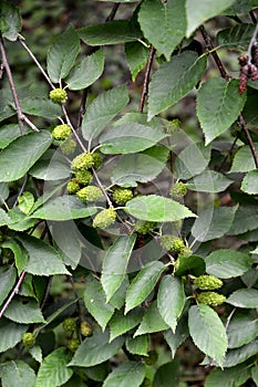 Birch cherry Betula lenta L.. Branches with green fruits and leaves photo