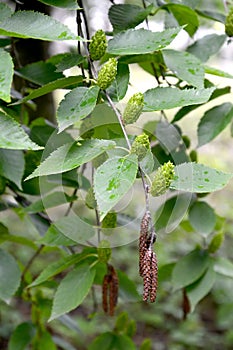 Birch cherry Betula lenta L.. Branches with green fruits and men`s earrings photo