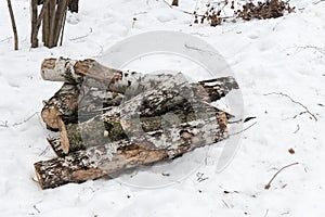 Birch chocks in the snow in winter overcast park