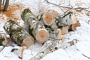 Birch chocks in the snow in winter overcast park