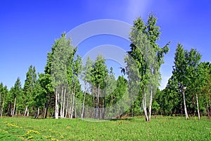 Birch copse