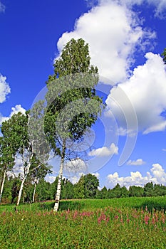 Birch copse