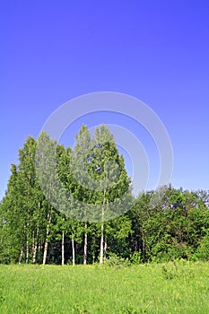 Birch copse