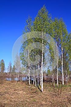 Birch copse