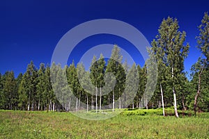 Birch copse