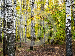 birch copse in autumn fores