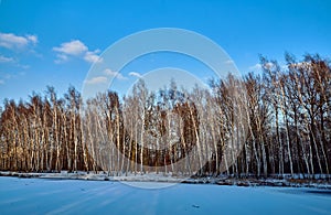 Birch copse on a frozen pond