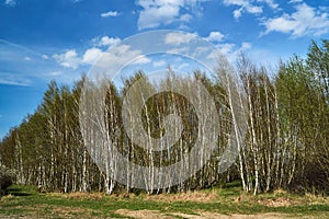 Birch copse during spring
