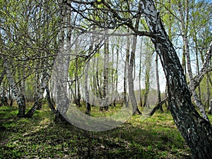 Birch copse. Spring landscape