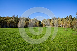 Birch copse on summer field