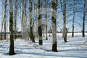 Birch copse in winter day