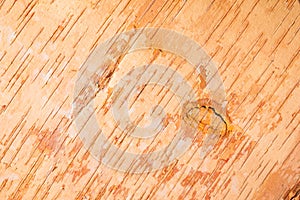 Birch cork background