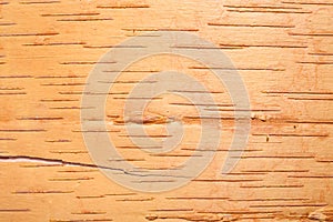 Birch cork background