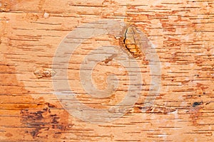 Birch cork background