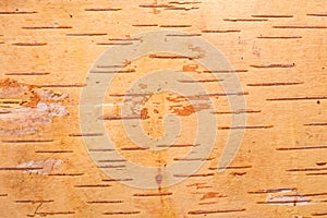 Birch cork background