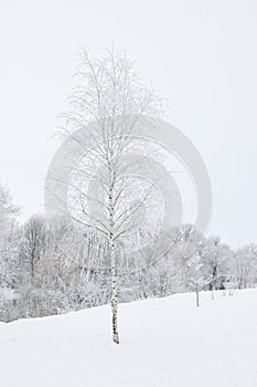 Birch covered with frost