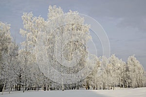 Birch covered with hoarfrost in a city park