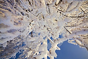 birch covered with white cold snow