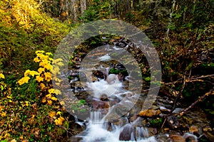 Birch Creek in the Autumn