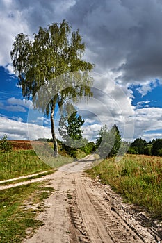 Birch at the crossroads of rural roads