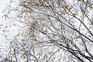 Birch crown with graceful branches in autumn and rare yellow leaves against the background of a gray blue sky.