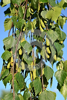 Birch drooping warty Betula pendula Roth. Branches with green earrings