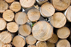 Birch fire wood