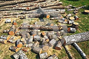 Birch firewood